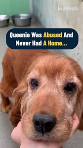 62K views · 1.4K reactions | They just want their forever homes 梁 | Lovimals | Facebook