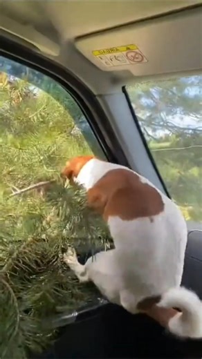 Dog VS Tree😂