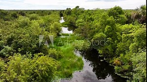 Everglades Swamp Sanctuary with living Alligator in Florida, USA. Rising drone wide shot of river in endless green landscape.