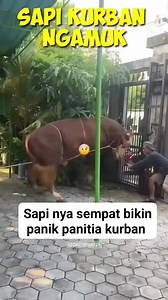 669K views · 1.6K reactions | Sapi ngamuk #sapi #cow #bull | Cerita Ternak | Facebook