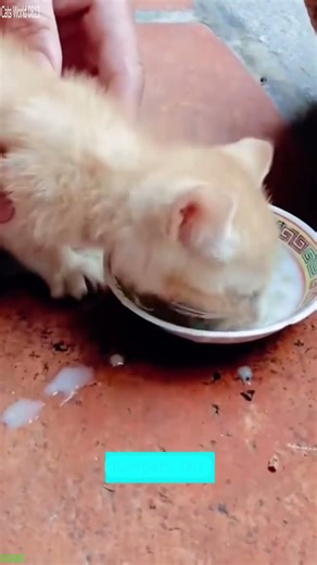 Funny Cat 😸 Cats Being Cats 🥰 # Ep 5543