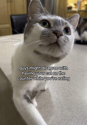 How to Bathe Your Cat: Tips and Tricks