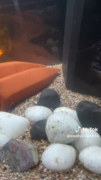 My first ever time breeding fish or plecos I managed 5 out of about 15 #bristlenosepleco #plecobreeding #tropicalfish #fishbreeding