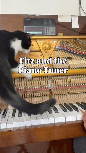 Fitz and the Piano tuner #pianotuner #piano #tuning #intune #intunetutorials