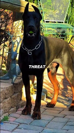 Which German Shepherd Mix Is Right for You?