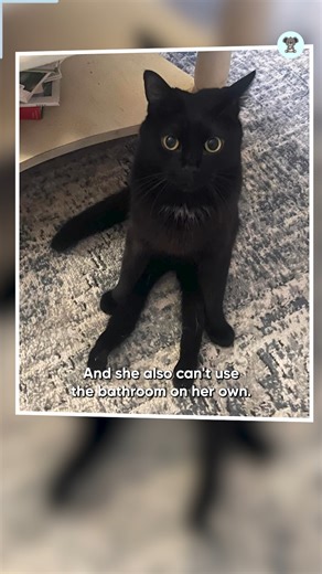 Raven is a paralyzed cat who can’t use her back legs or tail, and she needs help going to the washroom several times a day. Despite her challenges, she’s full of life, sass, and playfulness. Adopted by Michelle Bellican when she was just 3 months old, Raven has grown into a vibrant 7-year-old who loves to climb, chase, and run around — in her own unique way. With the help of a special prescription wet food and lots of love, Raven truly is living her best life. | The Koala