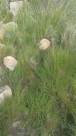 Videos de delfor (@delfor1) con “sonido original - ×͜×ʀᴏʙᴇʀ 💎𝐌u𝙎īᥴª🎧”