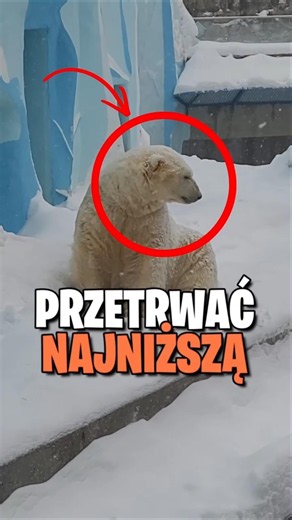 Jaki SSAK Wytrzymuje NAJNIŻSZĄ Temperaturę na Świecie?!