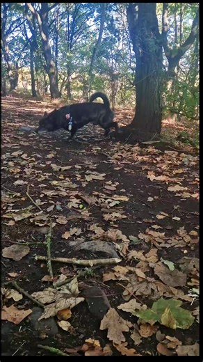 Dubstep Dog #dog #dogs #funnydog #fyp