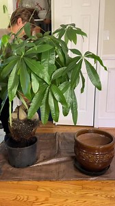 Time to repot this big mama money tree #pachira #pachiraaquatica #moneytree #houseplants