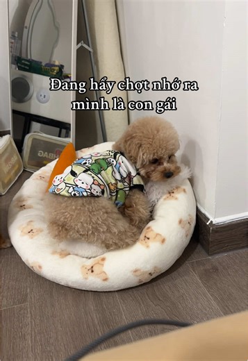 #poodle #puppy #phocsoc #dog #pomeranian | poodle