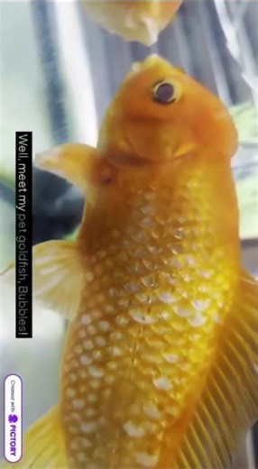 If you want, watch the full video in my channel