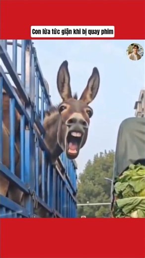 The donkey got angry when it was filmed #shorts