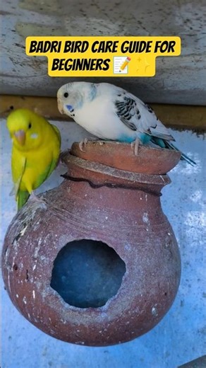 Badri Bird Care Guide for Beginners 📝✨