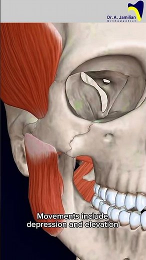 Temporomandibular Joint Anatomy & Movements Explained – How the Jaw Moves #temporomandibularjoint