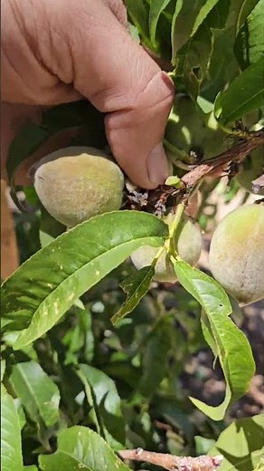 Don't Make this Mistake With Your Fruit Trees: Peach Tree Thinning Fruit
