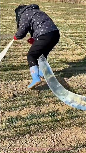 Farmer Uses Cheap Plastic Hose To Water Wheat | No Tools, Just Tear It !