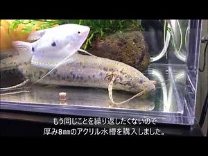 プロトプテルス アネクテンスの混泳水槽