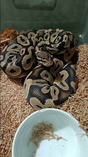 Pastel Orange Dream Chocolate Male Breeder 🐍 | Stunning Morph & Proven Genetics!