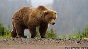 Katmai camera live streaming bear feeding frenzy - WBBJ TV