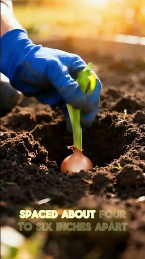 How to Plant Onions at Home 🌱 Easy Step-by-Step Guide for Beginners | Grow Big Bulbs Fast