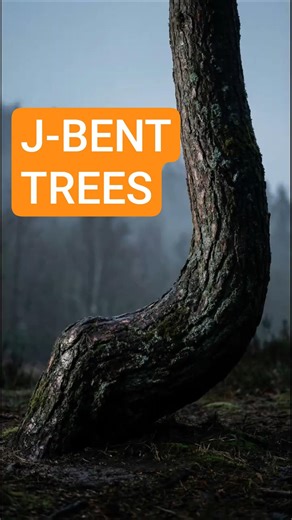 If Trees Bend Like This — Never Stand Below #shorts