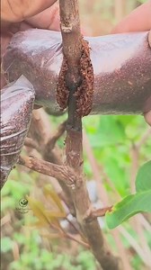 Easy and simple air layering technique #airlayering #plantpropagations #gardeningtips