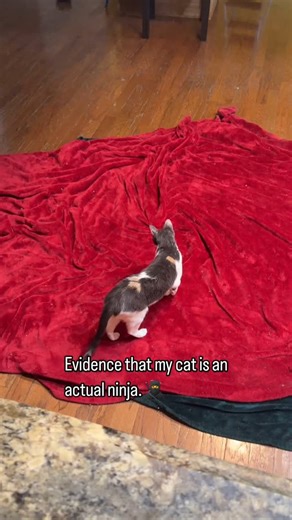 She’s the smallest cat, but she’s also the fastest and the smartest. #cats | Justin Plain Jones