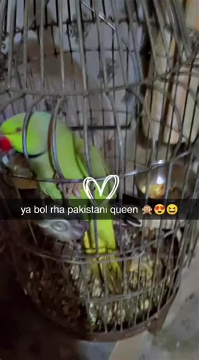 Queen Live Aid Performance Highlights