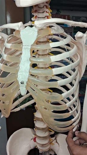 Types of Ribs #anatomy #knowledge #education