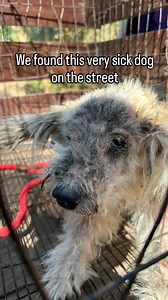 This poor soul was really down on his luck - chronic skin issues, infested with fleas and ticks, malnourished, living on the side of the road, almost getting hit by cars many times, car after car passing by him but no one stopping to extend a kind hand and help him 💔 He had no one who loved him, and no one to miss him should the worst happen. Recently, his luck changed! 🍀 He now has people who love and care for him, people who will make sure he has medical care when he needs it, people who wil