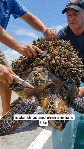 What are Barnacles?