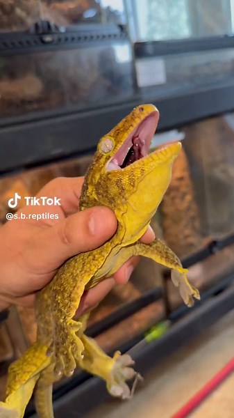 Listen to the Mighty Roar of the Leachianus Gecko