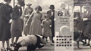 14K views · 54 reactions | Chinese-born picture-book artist Yu Rong brings to life the true story of Ming, a panda that arrived in London in 1938 and became a wartime symbol of peace and hope. Her new book blends Eastern spirit with Western history, reminding us that even in times of conflict, peace is never far away. | China Daily | Facebook