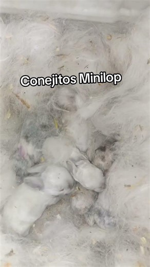 Conejitos Mini Lop #rabbit #conejo #bunny #3k #youtuber #sigueme #farm #farming #animals #shorts