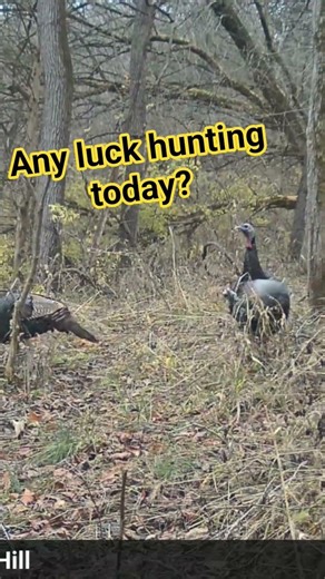 kill anything?#thunderchicken #turkeyhunting #turkeycall #turkey #kendallgray #seekone#huntingpublic