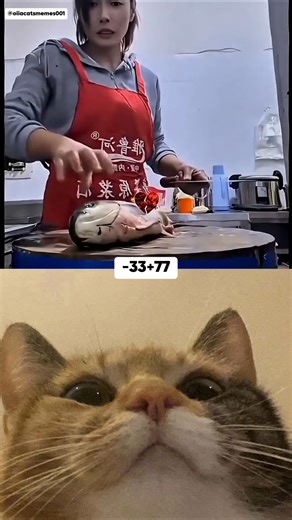 Tell me the correct answer || Oiia Cats Memes || #cat #memes #dance #trending #tiktok