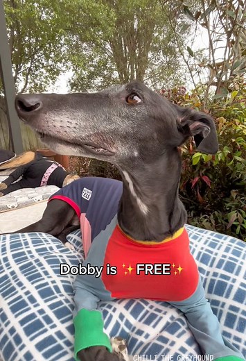 Dobby the House Elf Costume for Greyhound Dogs