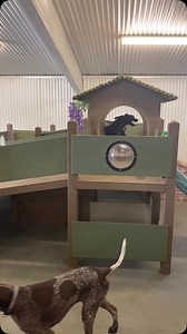 Thursday fun @waggywarehousefun #doggydaycare #dogs #fun #dog #friends #dogdaycare #dogslife #sunshinecoast | Waggy Warehouse