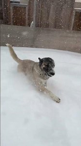 Two types of snow dogs