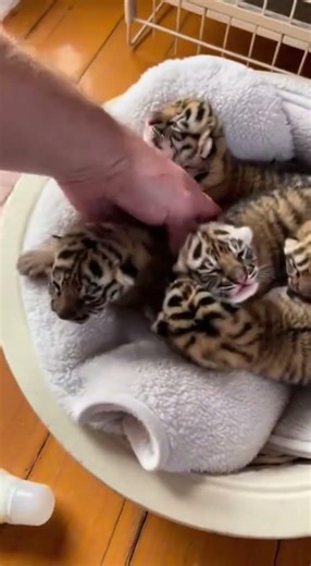 Mini Tigers: Tiny Predators Turn Playful Pets #TinyTigers #WildWonder #CutePredators