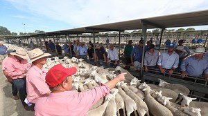 Lamb prices out to $10.50/kg in spring