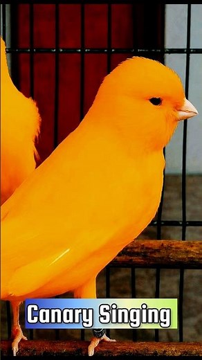 Best Canary Training | Canary Singing #galerikenariindonesia #birdsinging #canary #kenari3in1