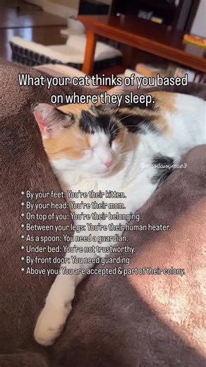 #creatorsearchinsights Where does your cat like to sleep? 💜 #missdaisymae #catsofinstagram #cat #catlover @Power Cat @Pet Snaps @cat's funny videos 📹