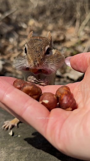 Full thumb control! #funny #animals #humor #comedy #cute #chipmunk #charlie #nature #wildlife #fyp