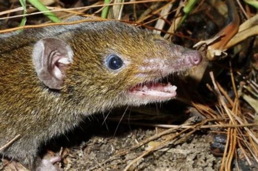 Loài nhím 'ma cà rồng' cực quý hiếm ở Việt Nam