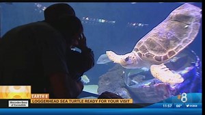 Loggerhead sea turtle ready for your visit