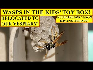 WASPS IN THE TOY BOX! HOW TO RELOCATE WASP NESTS SAFELY AND SUCCESSFULLY - BEST PRACTICES EXPLAINED!