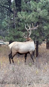 My favorite bull, Peanut! Every time we see him, he’s putting a little more weight on that hoof, so I’m hoping it’s starting to heal! It’s amazing what these guys endure! 💪 #bullelk #elk #reelsvideo #wildanimals #wildlifephotography #nature #naturelover #nationalgeographic #natgeo #natgeoyourshot #foryoupageシ | Good Bull Guided