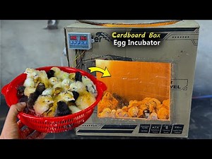 Fantastic Idea - Hatch Chicks in Cardboard Box - Simple & Easy egg incubator